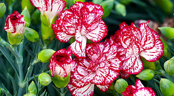 White and red cloves, buds, red, carnation, cloves, garden, beautiful, flowers, white, spring, summer HD wallpaper