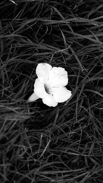 Black Flowers, White Flower HD phone wallpaper