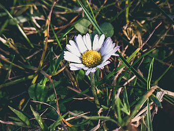 Flowers, Grass, Camomile, Petals, Chamomile HD wallpaper