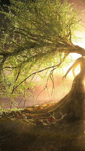Willow , Nature's elegance, Serene beauty, Captivating atmosphere HD phone wallpaper