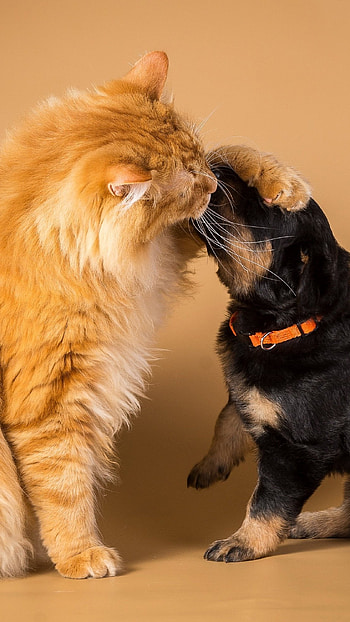 Cat And Dog, Puppy, Cat Kiss Dog HD phone wallpaper