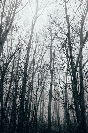 Nature, Trees, Autumn, Forest, Fog HD phone wallpaper
