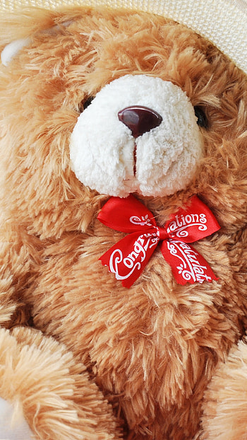 Teddy Bear Ke, Love, Teddy HD phone wallpaper
