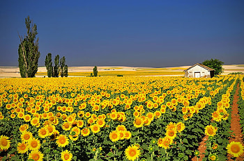 Sunflowers, sky, field, yellow HD wallpaper