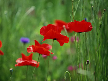 Plants, Flowers, Poppies HD wallpaper