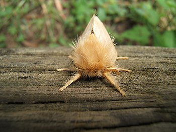 Do you like my hairdo?, hairy, sitting, moth, on log HD wallpaper