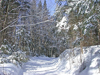 Snowshoes Excursion, trees, shoes, light, snow HD wallpaper