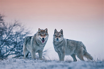 Predator, animal, wolves HD wallpaper