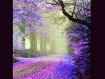 Purple lane, mist, trees, purple, road HD wallpaper