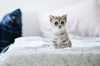 Cute grey kitten with big eyes sitting on a bed indoors. Perfect for pet lovers HD wallpaper