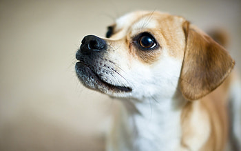 Animals, Dog, Sight, Opinion, Puppy, Kid, Tot, Big Eyes HD wallpaper
