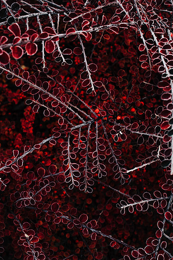Leaves, Plant, Macro, Branches HD phone wallpaper