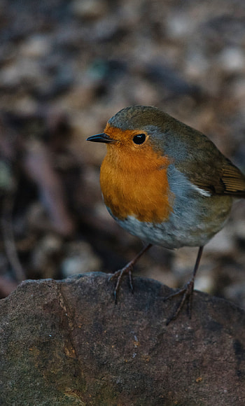 Robin bird, Cute and adorable, Plush toy, 6 HD phone wallpaper