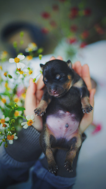Animals, Dog, Nice, Sweetheart, Puppy, Kid, Tot, Sleeping, Asleep HD phone wallpaper
