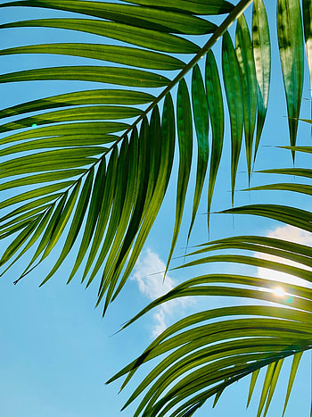 Nature, Sky, Leaves, Clouds, Palm HD phone wallpaper