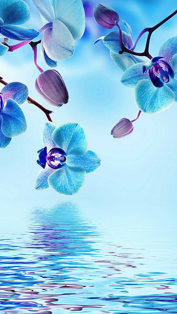 Orchid Reflection, water, blue, flower, earth, nature, orchid HD phone wallpaper