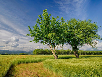 Landscape, Trees, Fields HD wallpaper