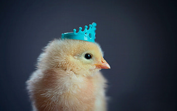 blue, bird, cute, crown, chiken, chick, adorable, easter, princess, pui HD wallpaper