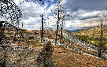 Nature, Trees, Mountains, Forest, Colors, Color, Dead HD wallpaper