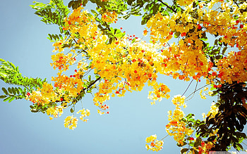 Flowers, Sky, Branches, Bloom, Flowering, Greens, Mood, Sunny HD wallpaper