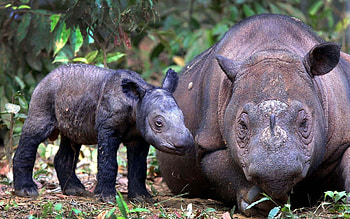 Animals, Young, Couple, Pair, Joey, Sumatran Rhino HD wallpaper