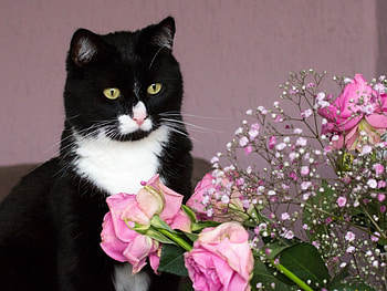 Lovely Kitten, animal, kitten, cat, flowers HD wallpaper