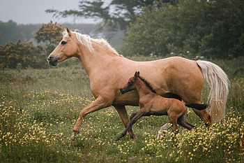 Horse with her Colt, nature, horses, pasture, colt HD wallpaper