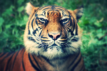 Animals, Muzzle, Predator, Sight, Opinion, Tiger, Squint HD wallpaper
