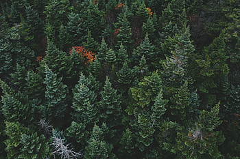 Nature, Trees, View From Above, Forest HD wallpaper
