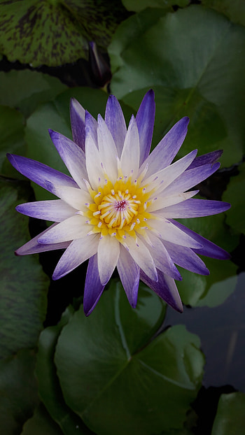 Water lily, bloom, purple white flower HD phone wallpaper