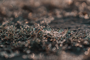Grass, Web, Drops, Macro, Dew HD wallpaper