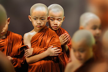 A group of young Buddhist novices in orange robes showing concentration and focus. HD wallpaper