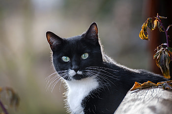 Cute Cat, face, cute, cat, animals HD wallpaper