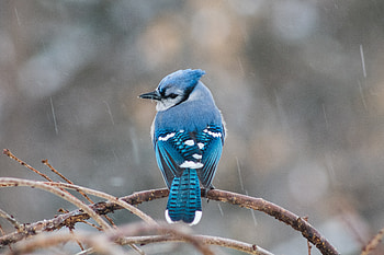 Animals, Feather, Bird, Branch, Tail HD wallpaper