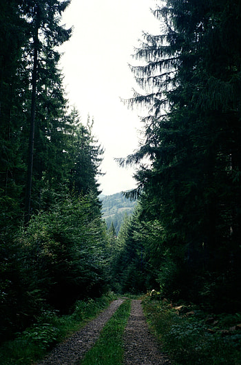 Nature, Trees, Road, Forest, Ate HD phone wallpaper