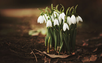 Plants, Flowers, Snowdrops HD wallpaper