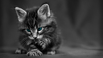 resolution cats, High-quality cat , Ultra- feline , Stunning cat graphy HD wallpaper