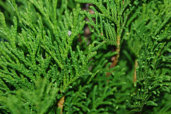Pine tree forest, Natural beauty, que scenery, Peakpx HD wallpaper