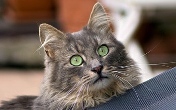Cat, animal, pussy, kitty HD wallpaper
