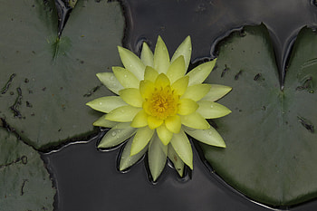 Drops, lake, yellow, water lily HD wallpaper
