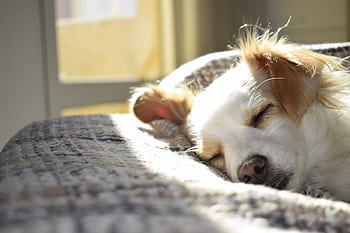 A cute puppy sleeping peacefully on a bed in a sunny room, showcasing calm and warmth. HD wallpaper