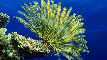 Coral Reef, Underwater splendor, Marine biodiversity, Oceanic paradise HD wallpaper