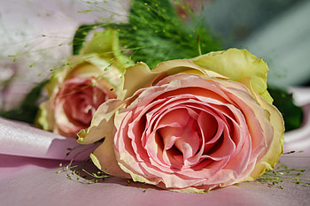 Flowers, Pink, Rose Flower, Rose, Petals, Bud HD wallpaper