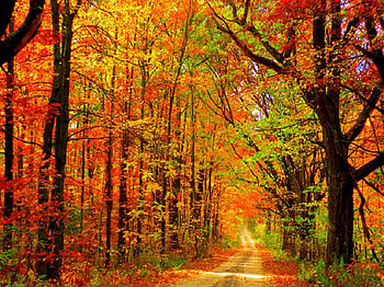 Wonderful World, pretty, path, green, red, trees, autumn, gold, forest HD wallpaper