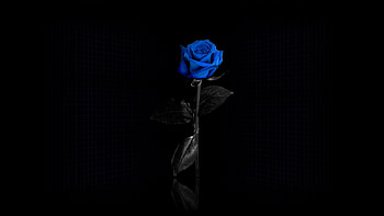 rose, flower, blue, black . HD wallpaper