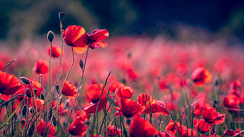 Portrait, blur, poppy field, meadow HD wallpaper