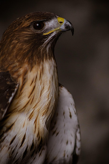 Animals, Feather, Bird, Beak, Eagle HD phone wallpaper