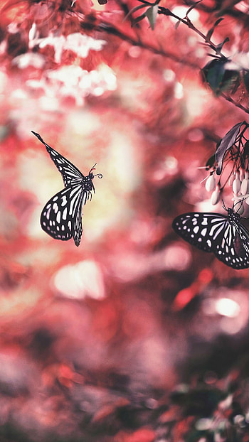 Black Butterfly, Background, Aesthetic HD phone wallpaper