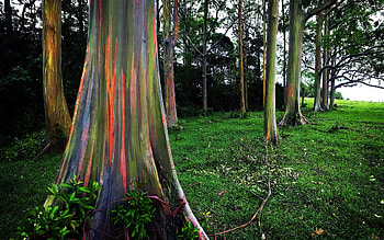 Rainbow eucalyptus, Nature, Tree HD wallpaper