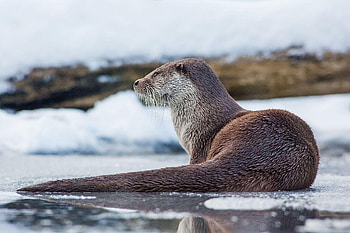Otter , Adorable choice, charm, Wholesome delight HD wallpaper